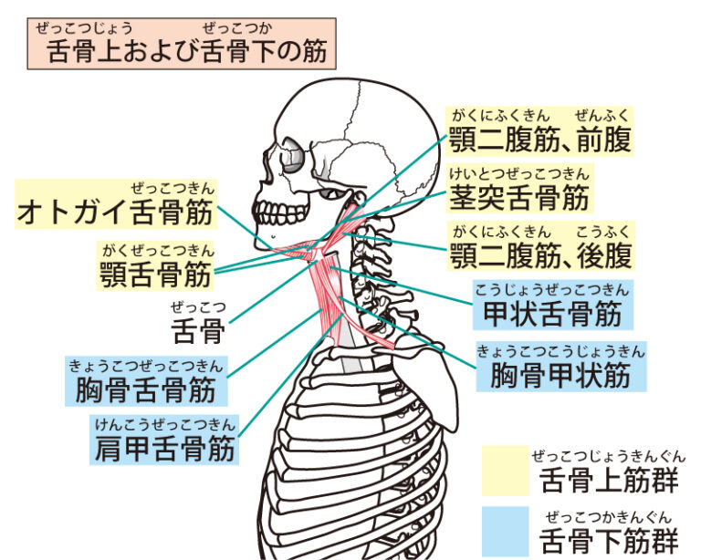 舌の機能から考える嚥下障害のリハビリ|かなえるリハビリスクール