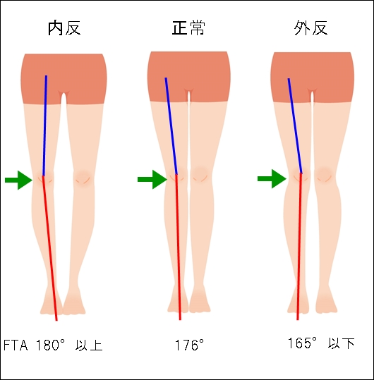 膝関節の機能解剖【スクリューホームムーブメント】｜かなえるリハビリ